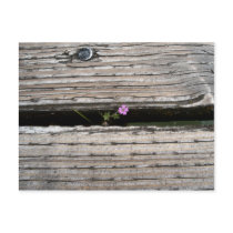 Perseverence Postcard