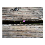 Perseverence Postcard
