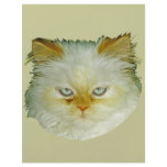 Persian Cat flyers