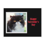 Persian Cat Happy Valentine's Day Postcard