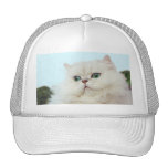 Persian Cat with Jade Eyes Hats