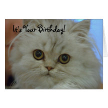 Persian Kitten Birthday Card
