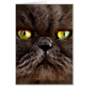 Persian Pussy cards