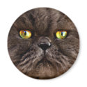 Persian Pussy magnets