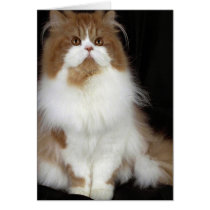 Persian, red and white bi-colour greeting card