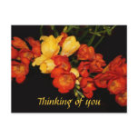 Personalise Red and Yellow Freesias Postcard