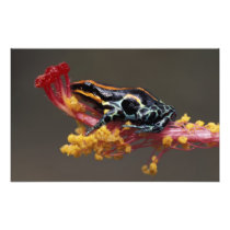 Peru, Peruvian Rain Forest. Poison Arrow Frog