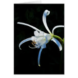 Peruvian Daffodil White Ribbons cards