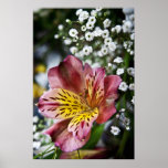Peruvian Lily and gypsophila flower poster print