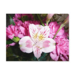 Peruvian Lily Post Cards