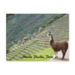 peruvian llama postcards