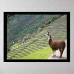 peruvian llama posters