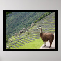 peruvian llama posters