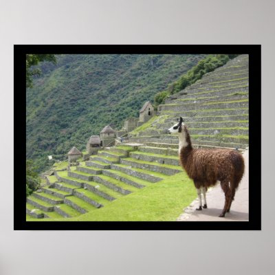 peruvian llama posters by cardart