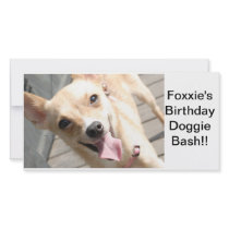 Pet Celebration!