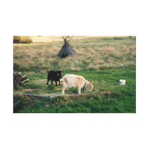 Pet Goats Gallery Wrap Canvas