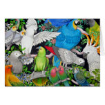 Pet Parrots of the World Card