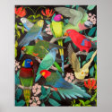 Pet Parrots of the World II Poster posters