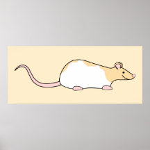 Pet Rat. Fawn and White Hooded Variegated. Posters