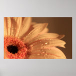Petal Drops Posters