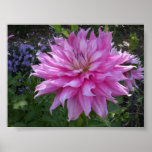 Petal posters