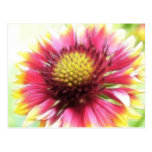 Petal Power - Gaillardia Post Cards