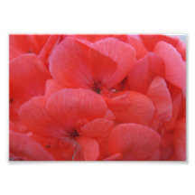 Petal Punch 7x5 Photographic Print