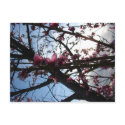 Petals in Light postcards