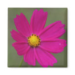 petals refrigerator magnets