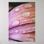 Petals posters