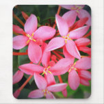Petite Beauties mousepads