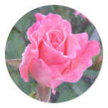 Petite Pink Rose Sticker