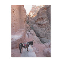 Petra Donkey Postcard