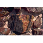Petrified wood wall photo sculptures
