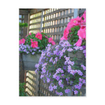 Petunia and Bacopa Postcard