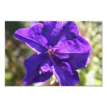 Petunia Art Photo
