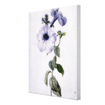 Petunia Stretched Canvas Prints