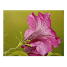 Petunia Flower Postcard