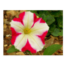 Petunia Postcards