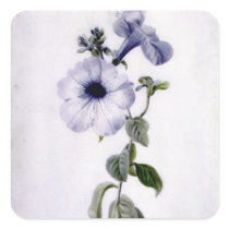 Petunia Square Sticker