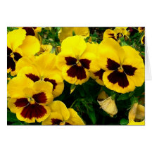Petunias Cards