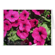 Petunias Cards