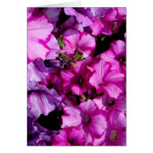Petunias Greeting Cards