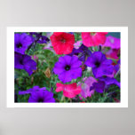 petunias posters