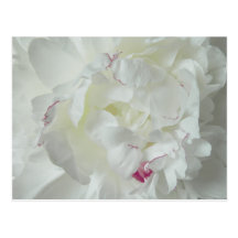 Pfingsten Rose Post Card