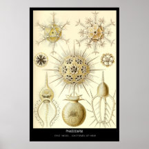 Phaeodaria – Plate 1-Kunstformen der Natur Poster