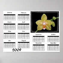 Phalaenopsis orchid - 2009 Calendar Posters