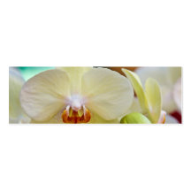 Phalaenopsis Orchid Business Card Templates