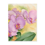 Phalaenopsis Orchid Flowers - Multi Post Cards