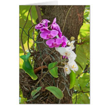 Phalaenopsis Orchid Greeting Card